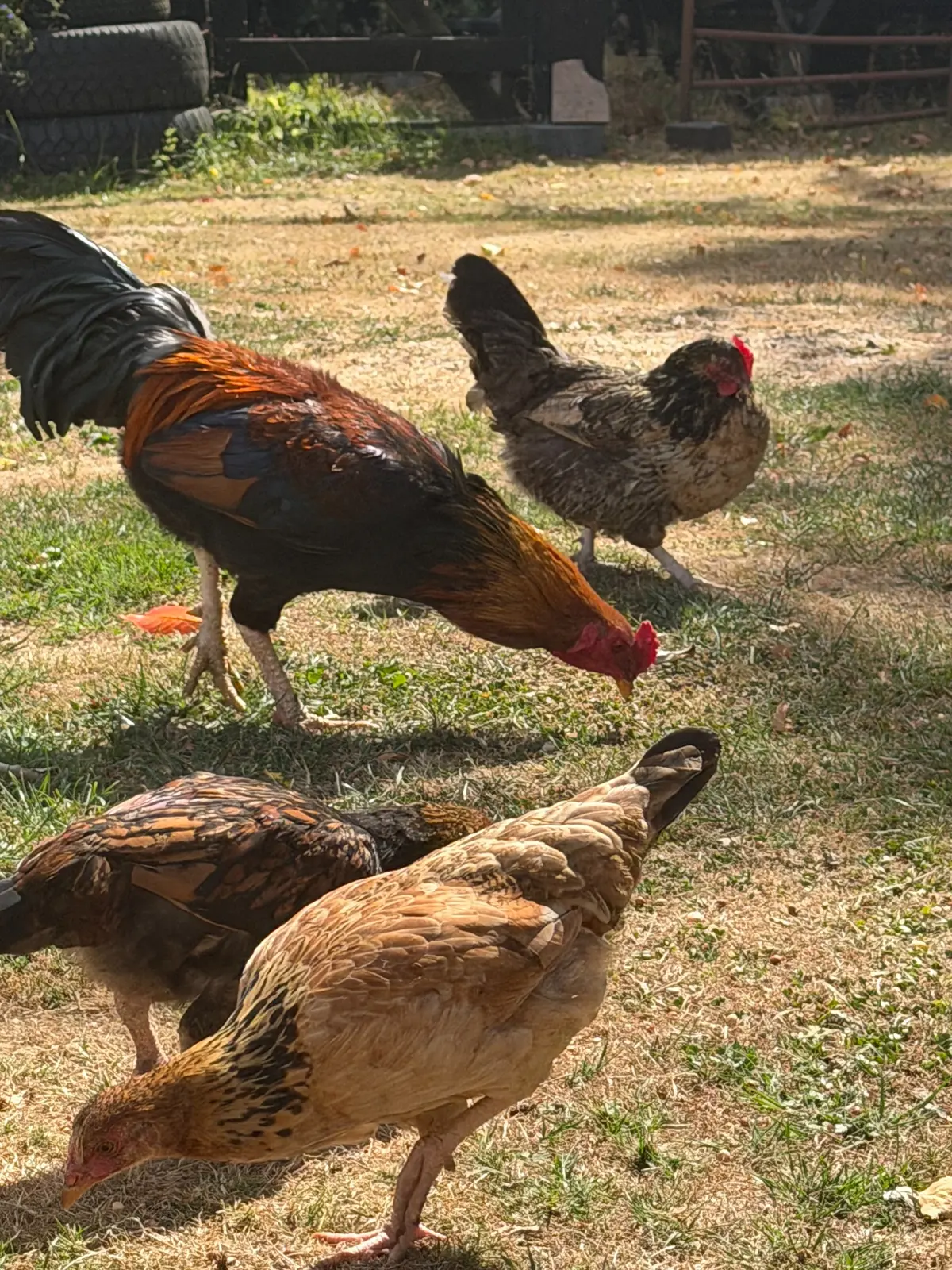 Cockerel and hens on the farm