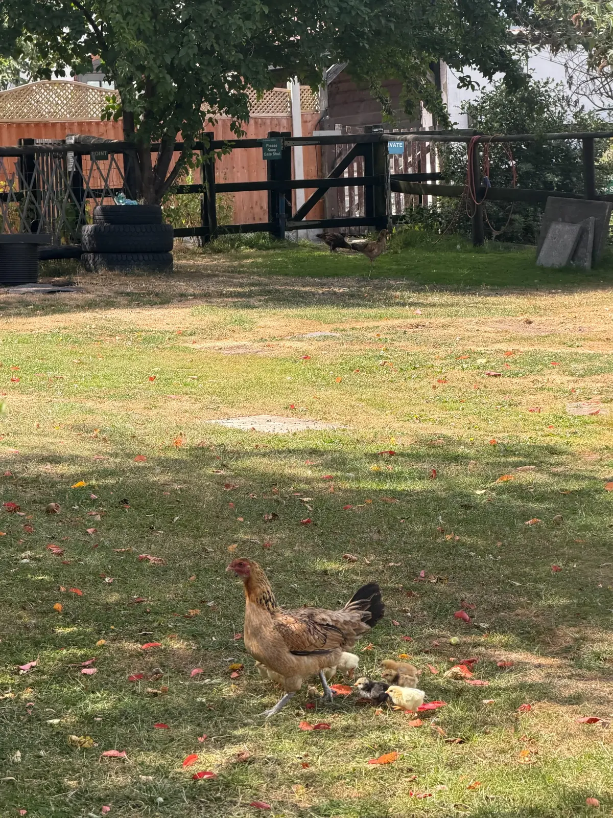 Farm setting at Glanfar Meadows
