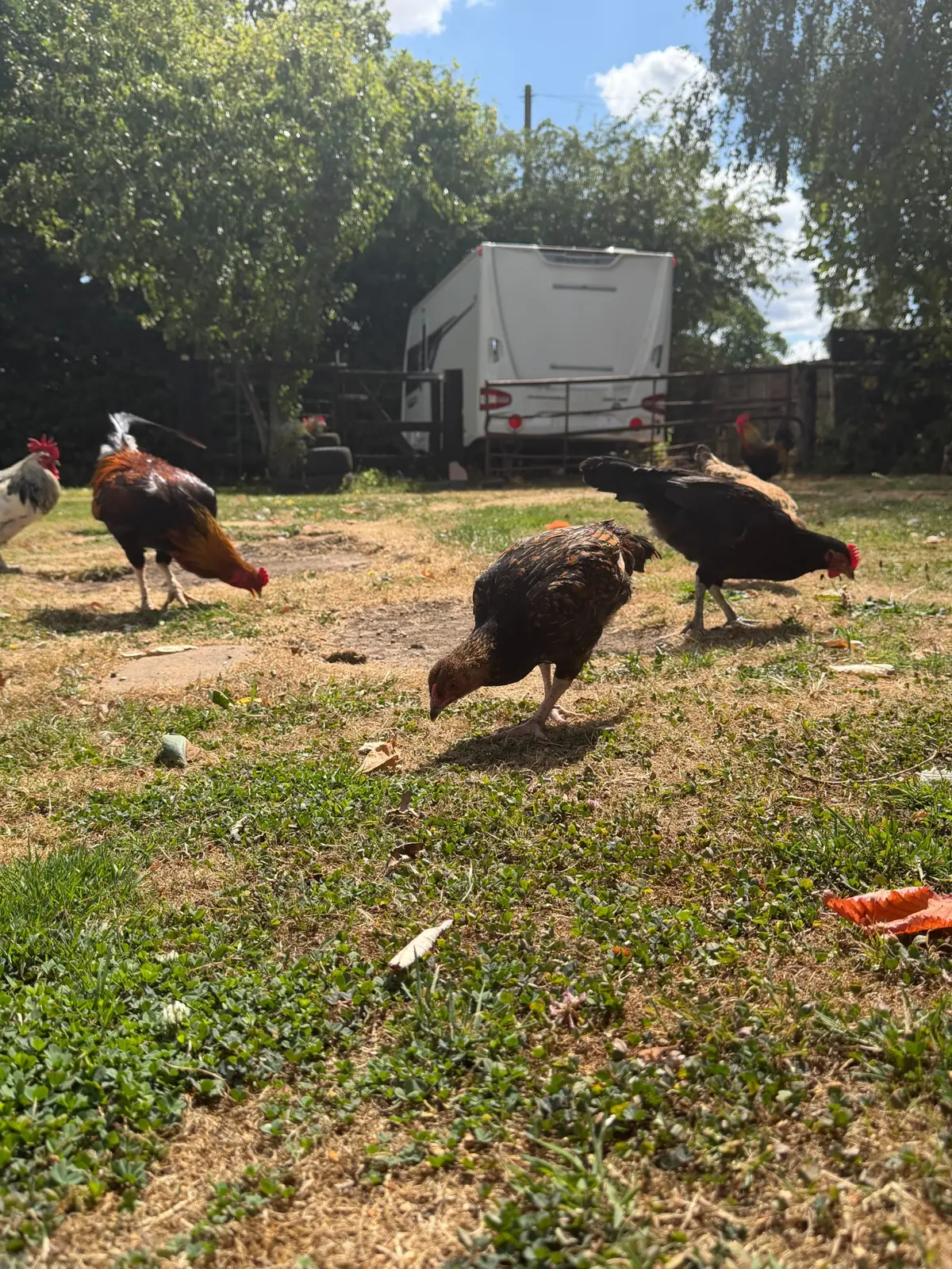 Free-range birds in the sunshine