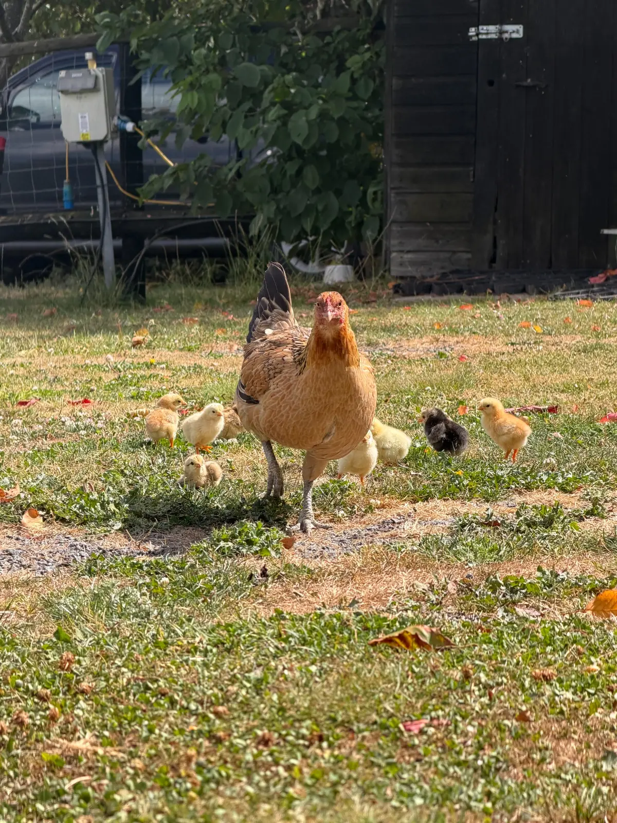 Free-range hens and chicks at Glanfar Meadows
