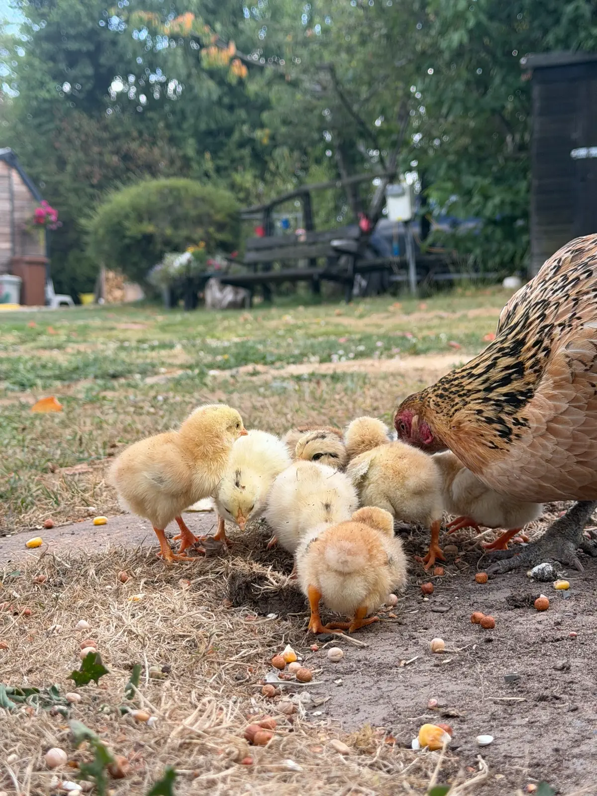 Young chicks feeding beside a hen