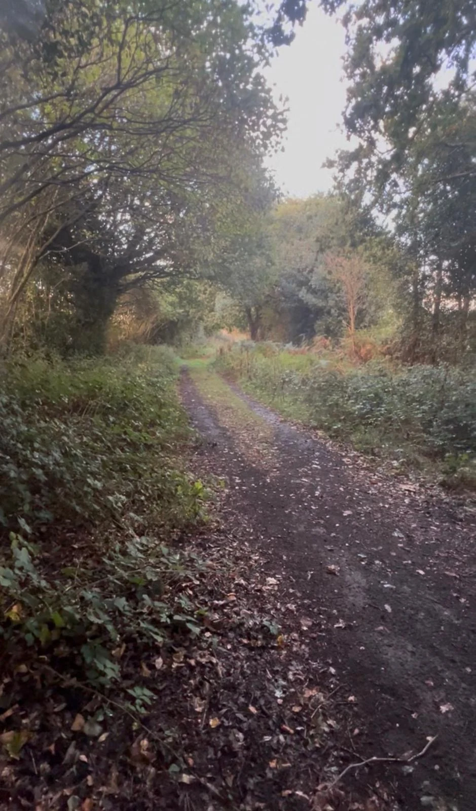 Woodland track through the Glanfar grounds