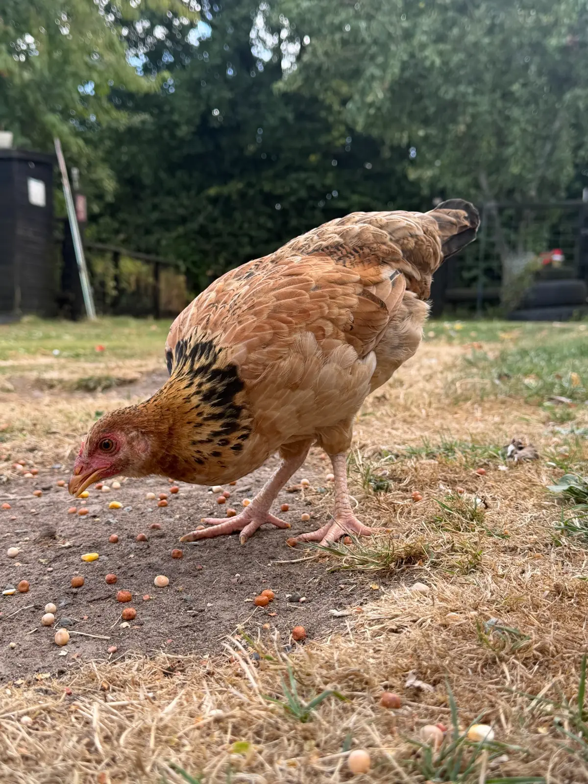 Hen exploring the farm