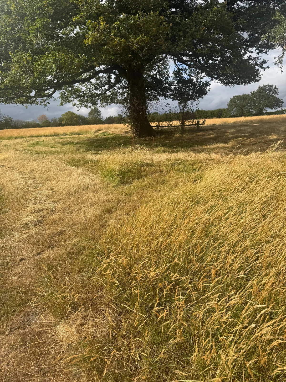 A mature oak in a peaceful Glanfar meadow