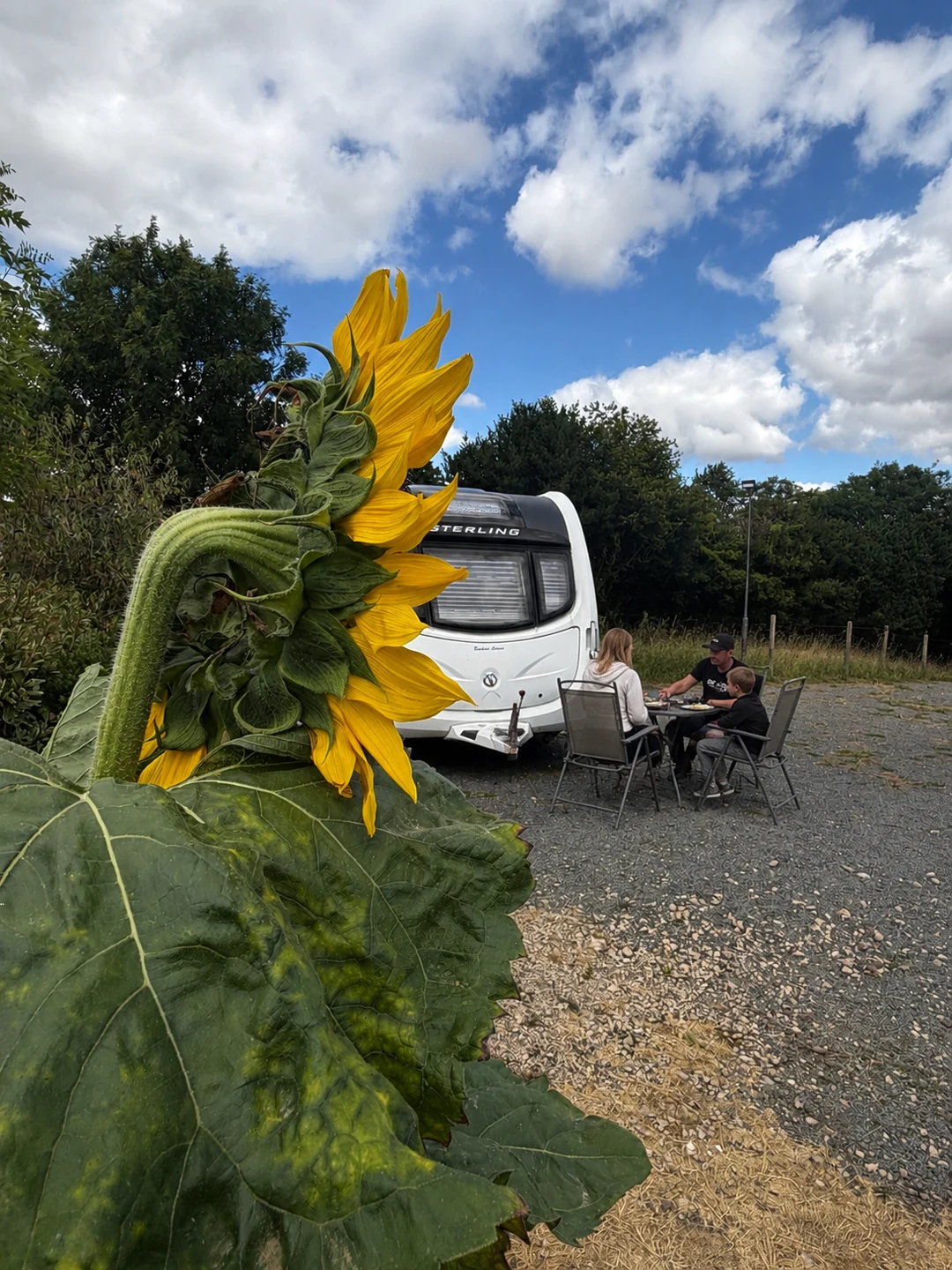 A family relaxing beside their caravan at Glanfar Meadows, with a sunflower in the foreground