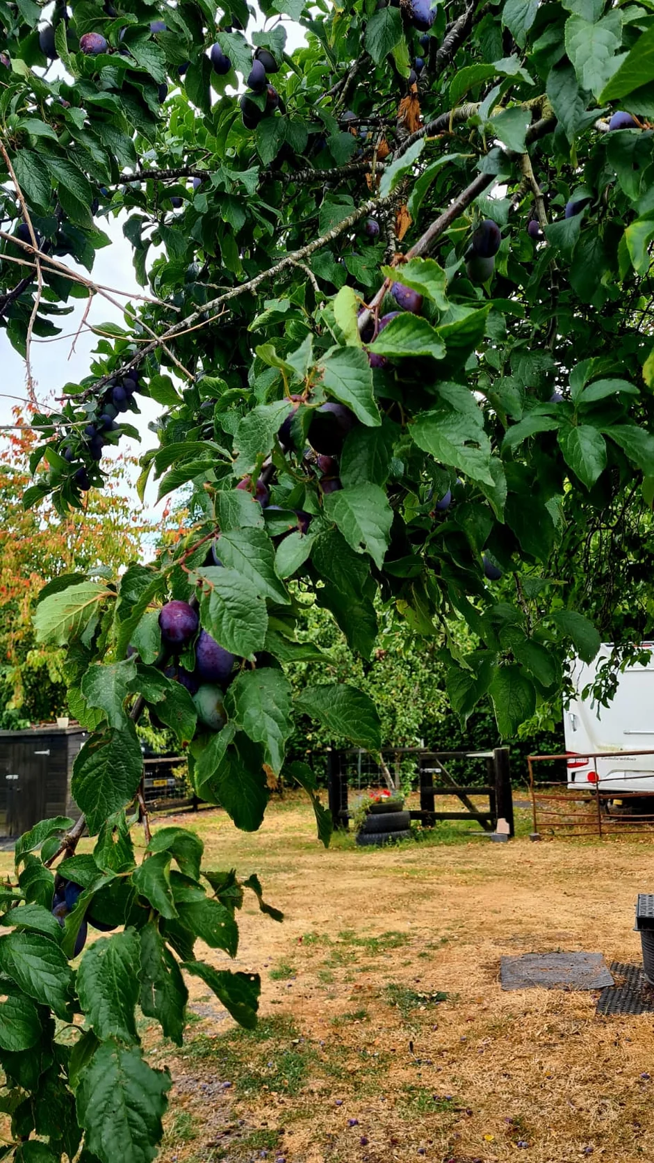 A real view of Glanfar Meadows campsite